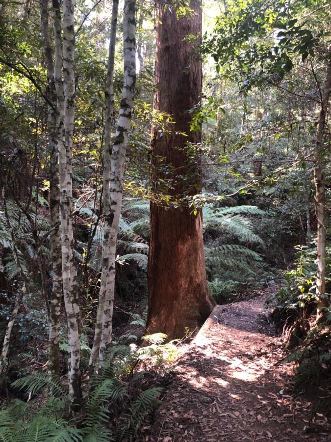 Fitzroy Falls Twin Falls Bush Cottages מראה חיצוני תמונה