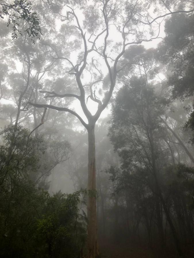 Fitzroy Falls Twin Falls Bush Cottages מראה חיצוני תמונה